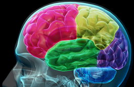 Brain Teaser (FL)